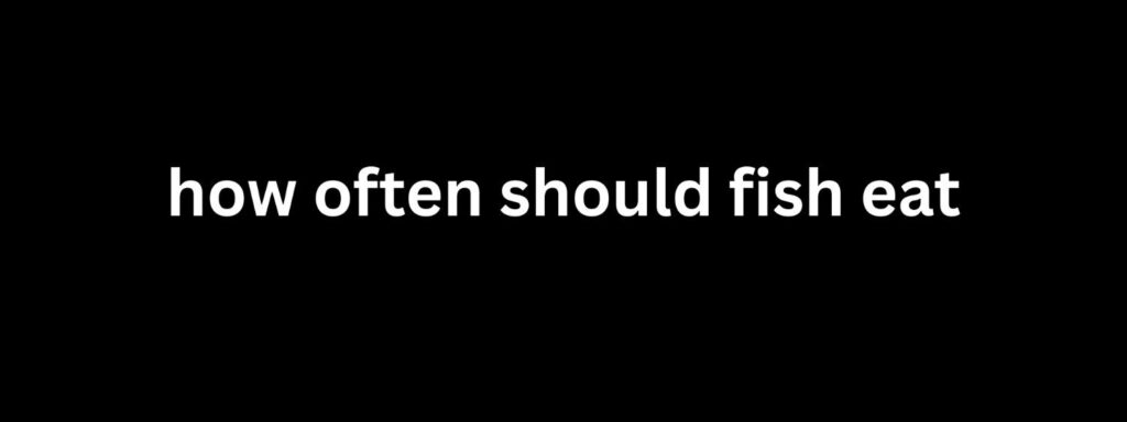 how often should fish eat
