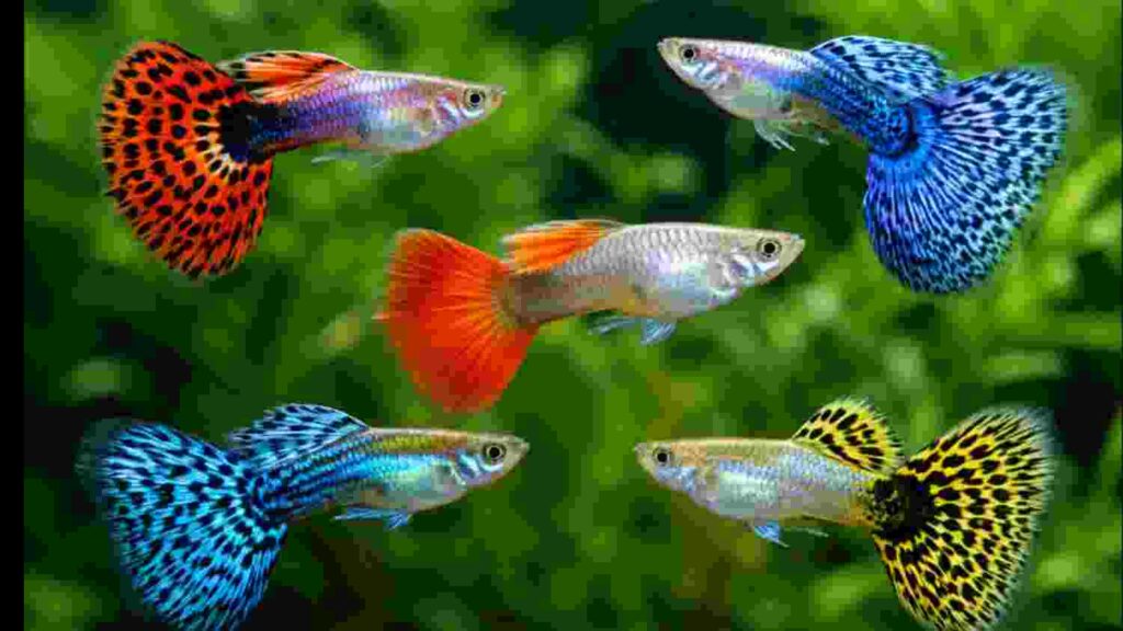 Guppy fish