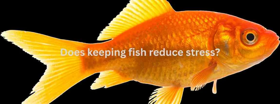Does keeping fish reduce stress?