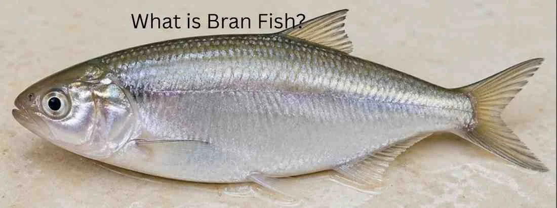What is bran fish
