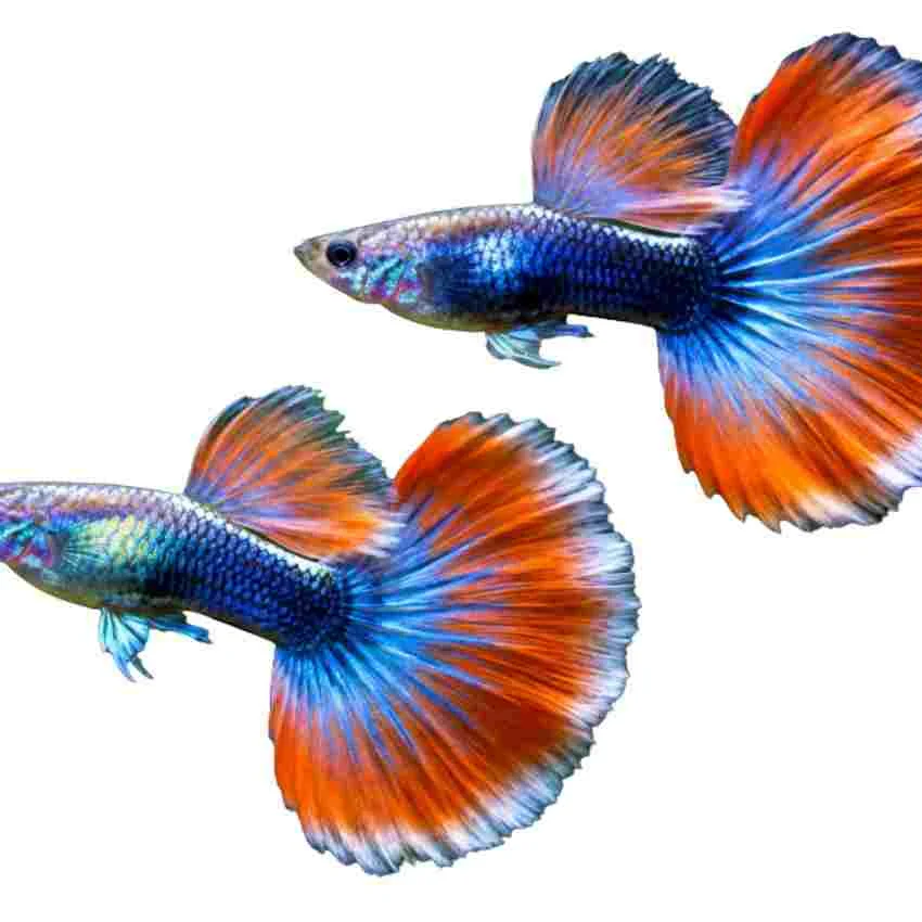 Guppy fish