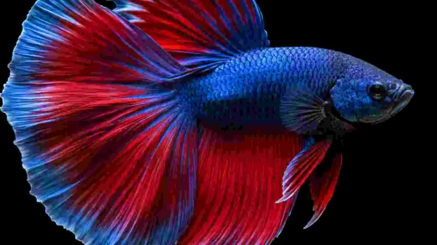 Betta fish